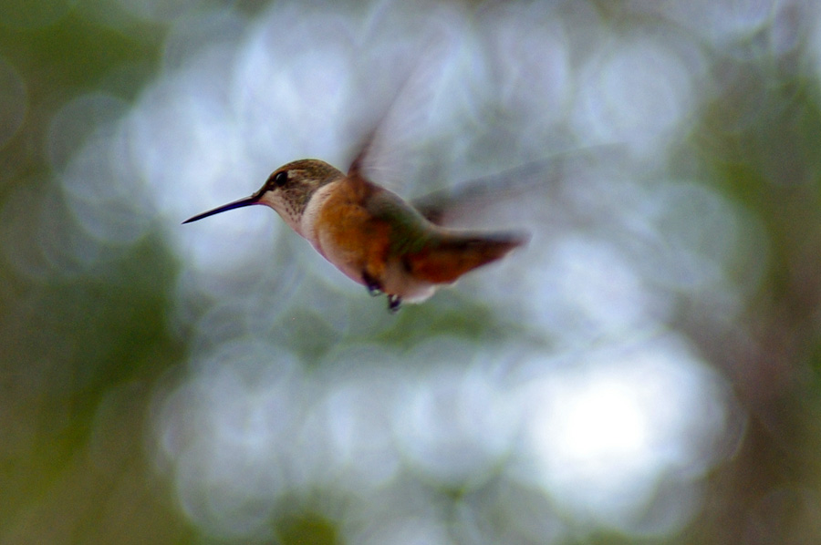 hummingbird in flight