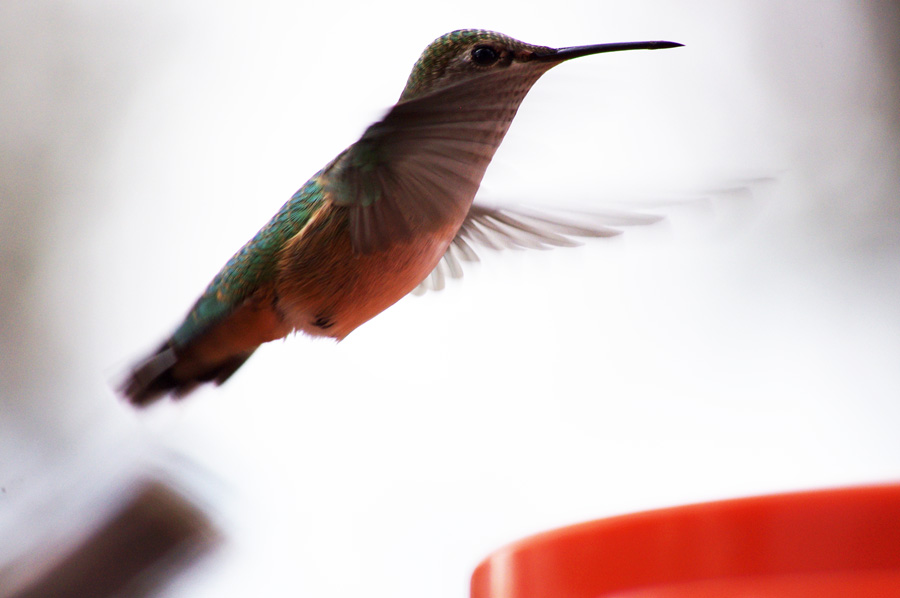 hummingbird in flight