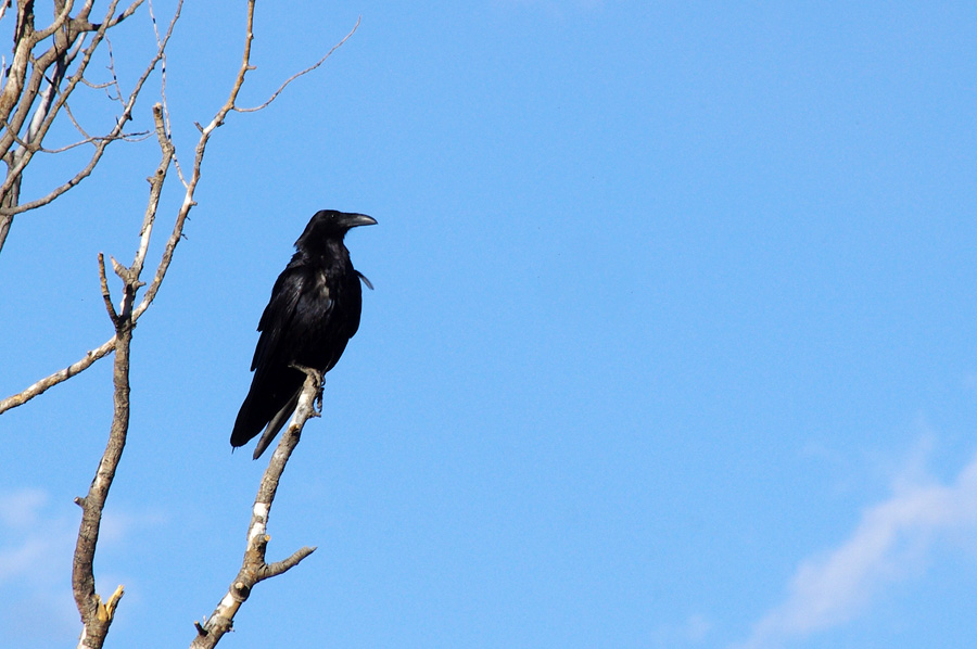 raven in a tree