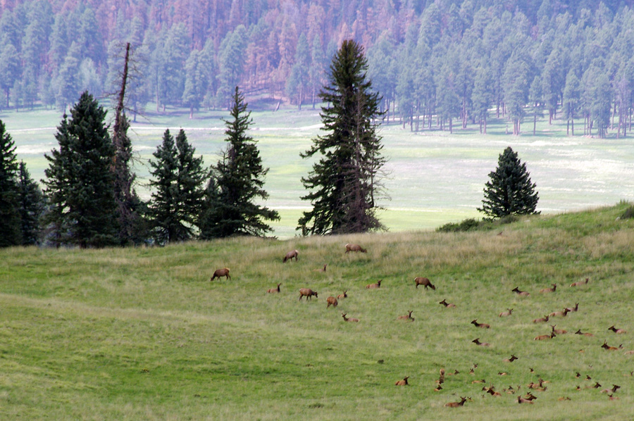 elk in the Valle Grande of the Valles Caldera