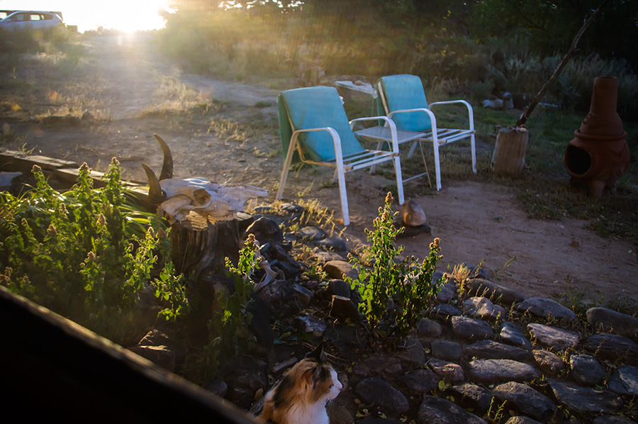 driveway view at sunset with cat