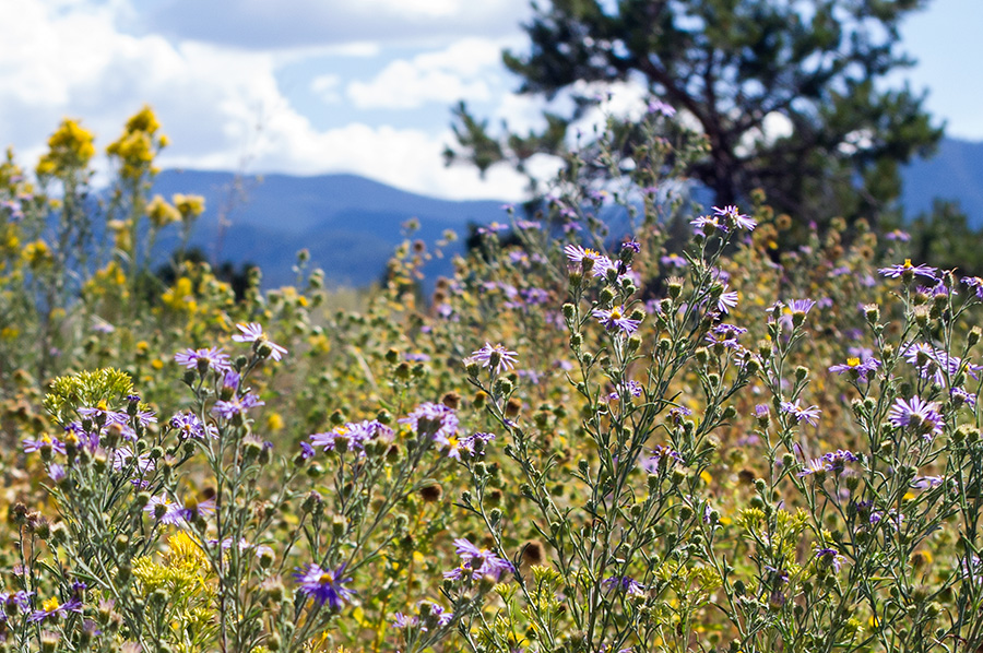 NM wildflowers