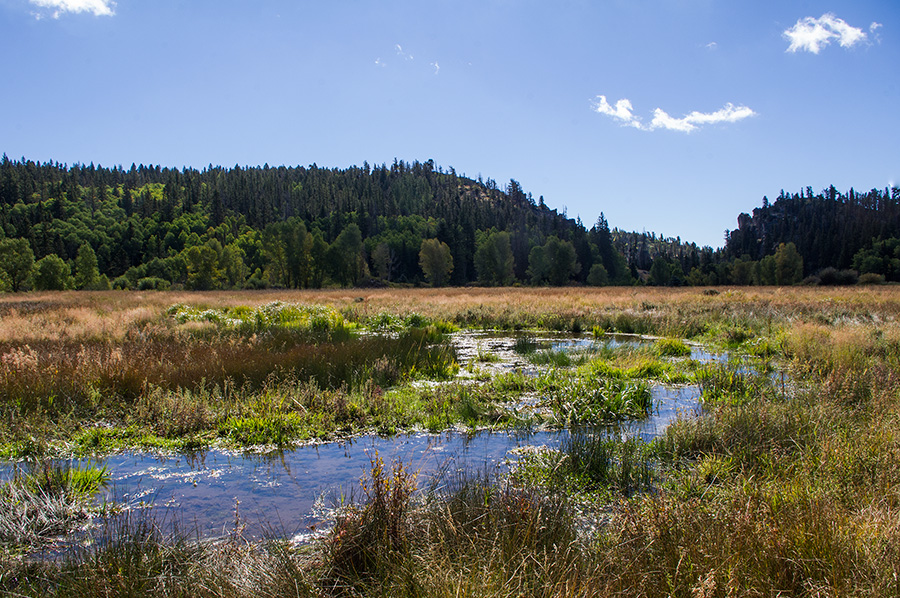 mountain meadow with creek