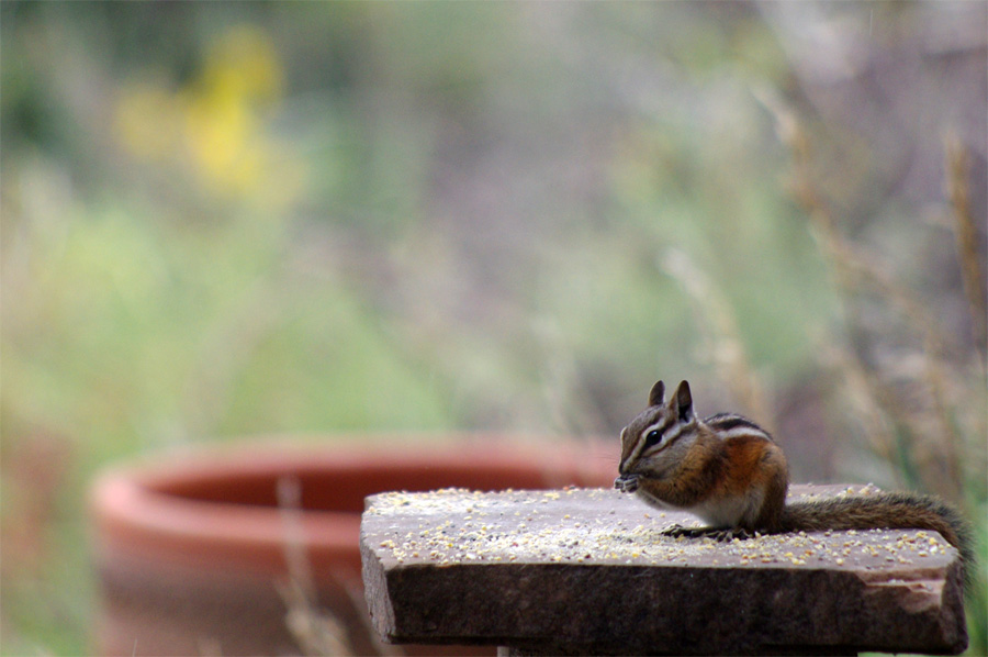 chipmunk on bird feeder