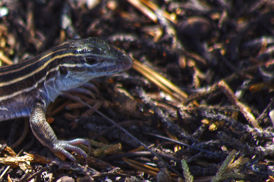 skink