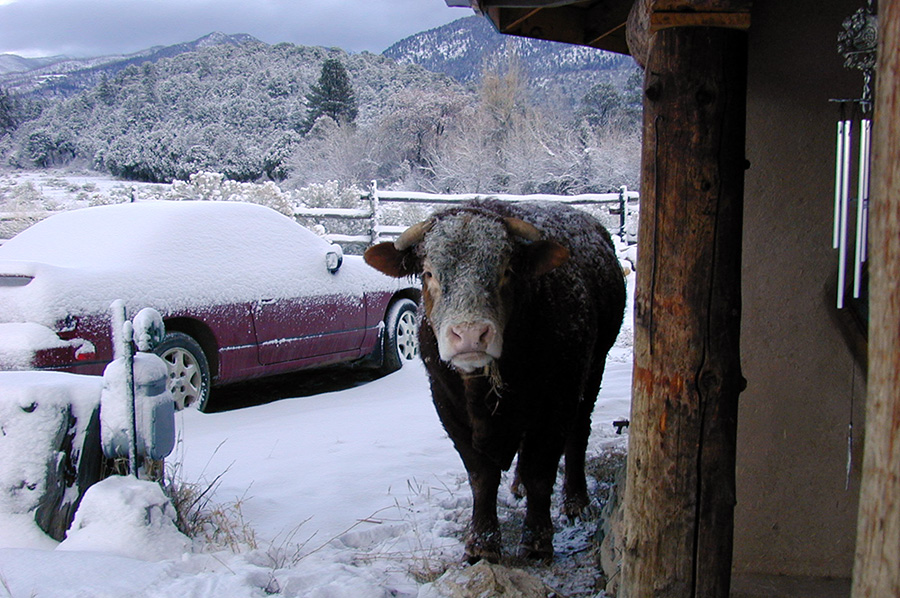 bull outside the front door in the mountains