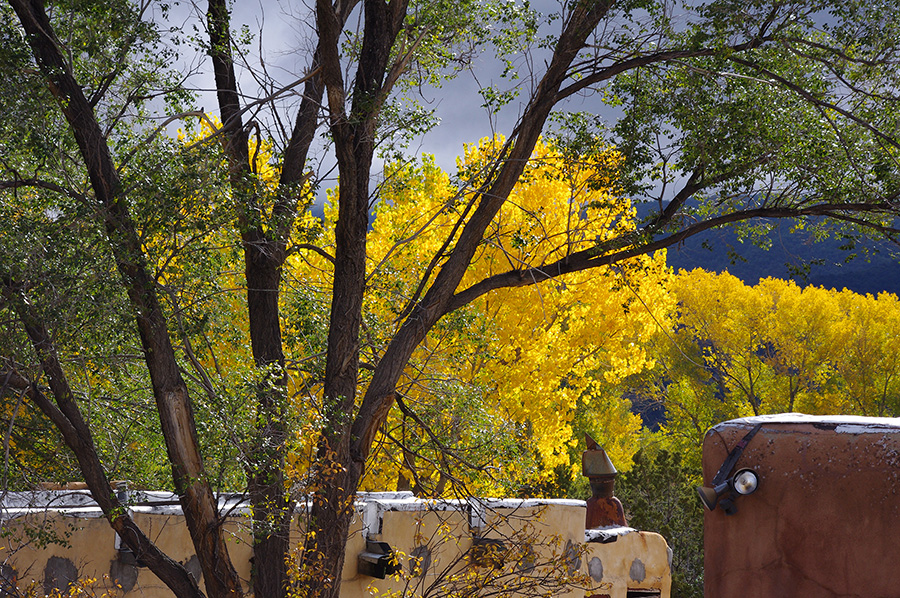 yellow cottonwoods in Taos