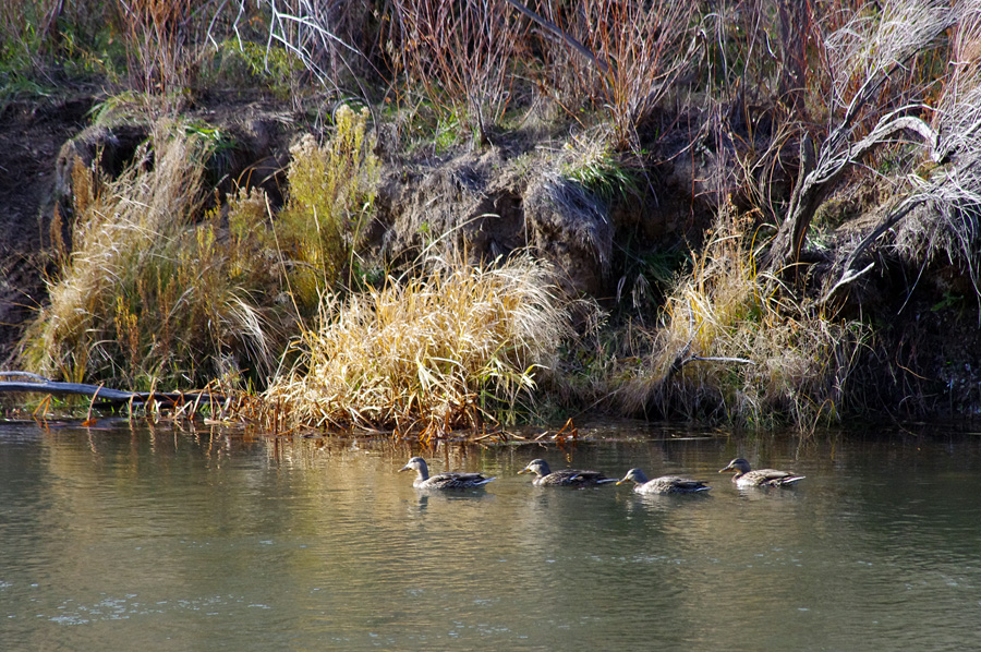 ducks on the Rio Grande