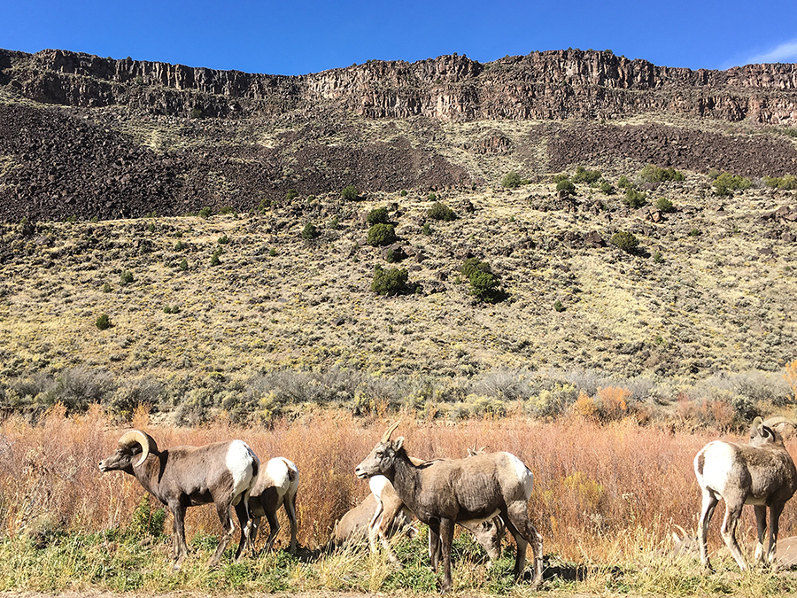 Bighorns by the side of the road