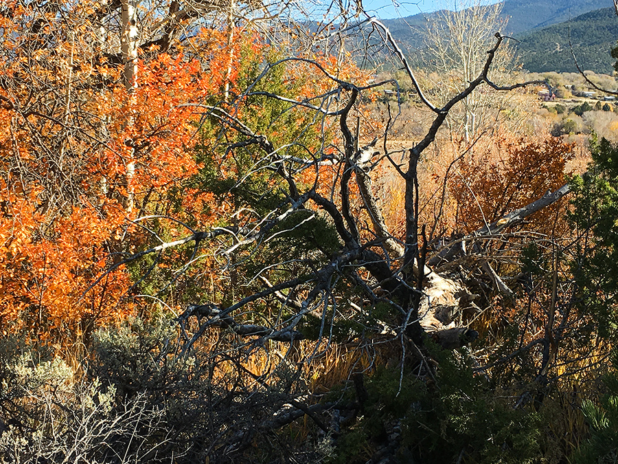 downed tree in Taos