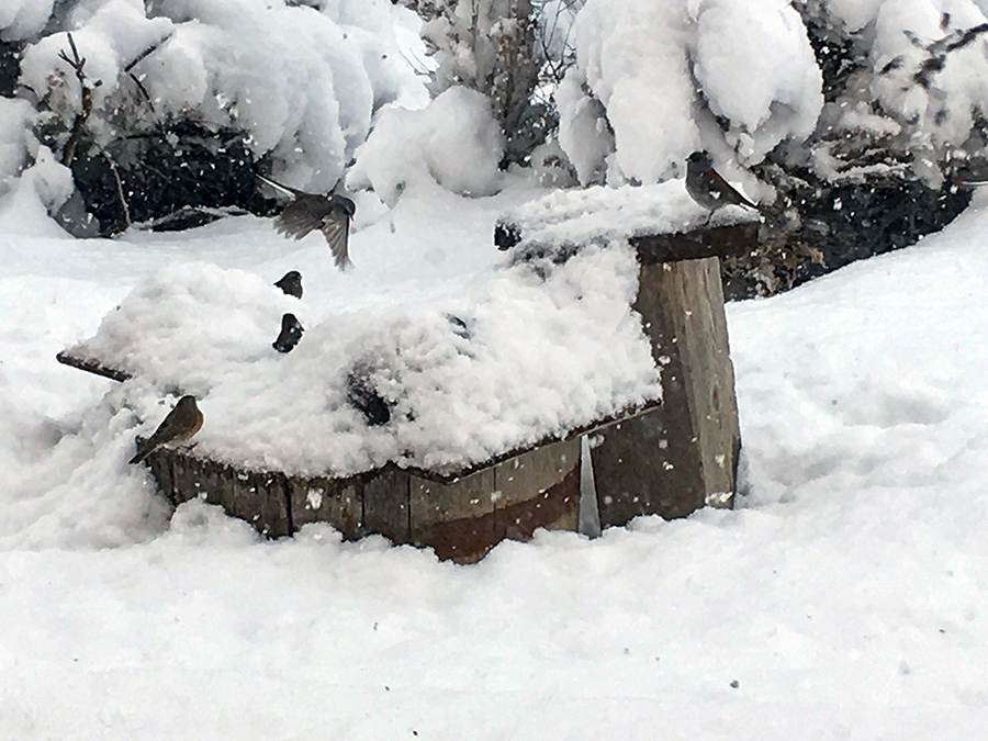 birds in snow