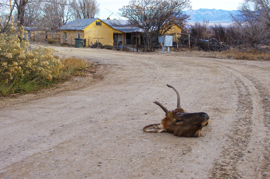 elk head lying in the road in Taos, NM