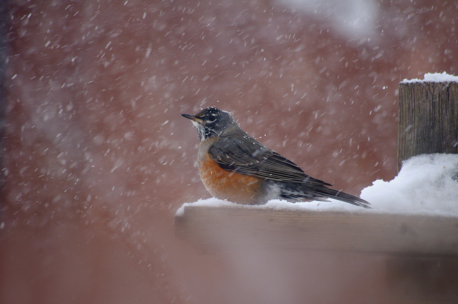 robin in the snow