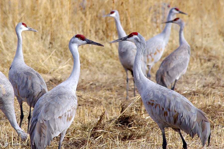 sandhill cranes up close