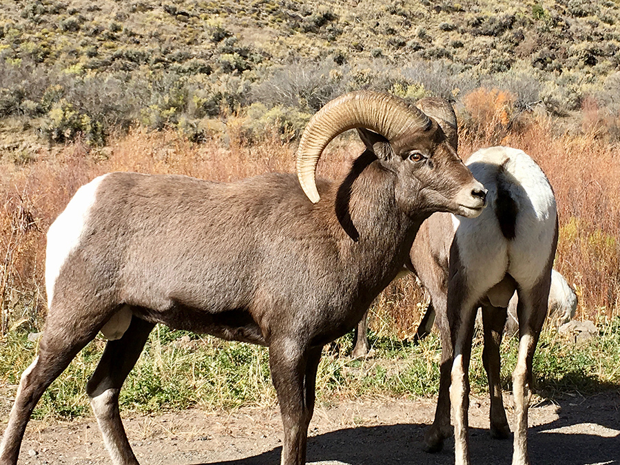 bighorn ram