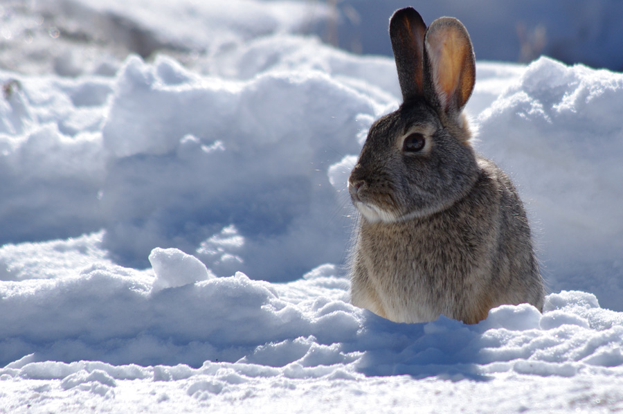 rabbit in the Taos snow