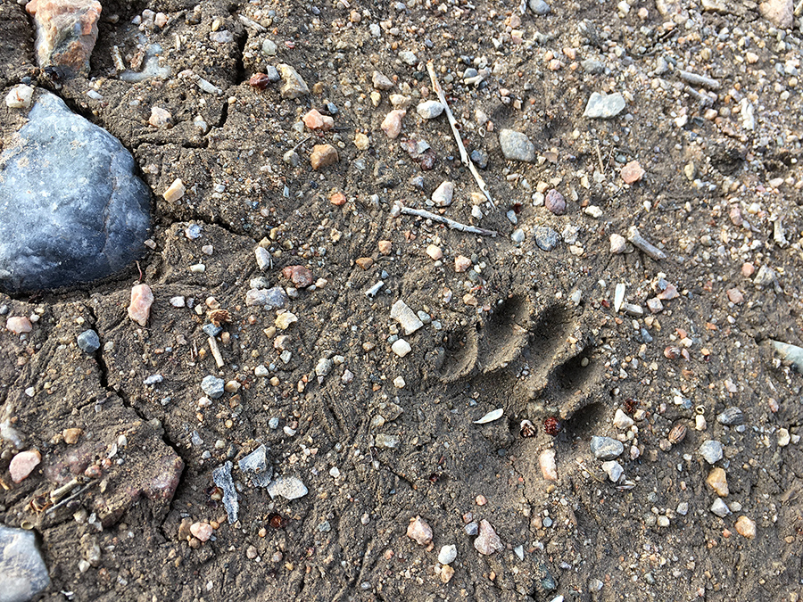 raccoon track