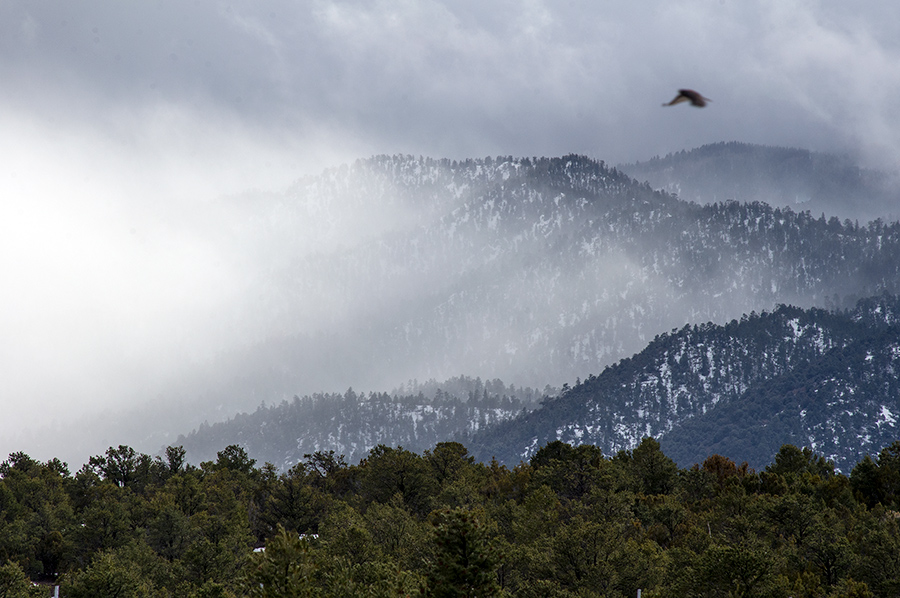 red-tailed hawk over snowy hills