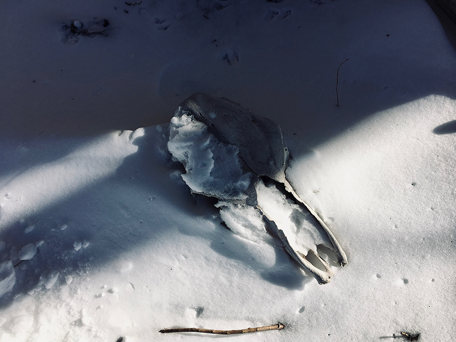 cow skull in snow