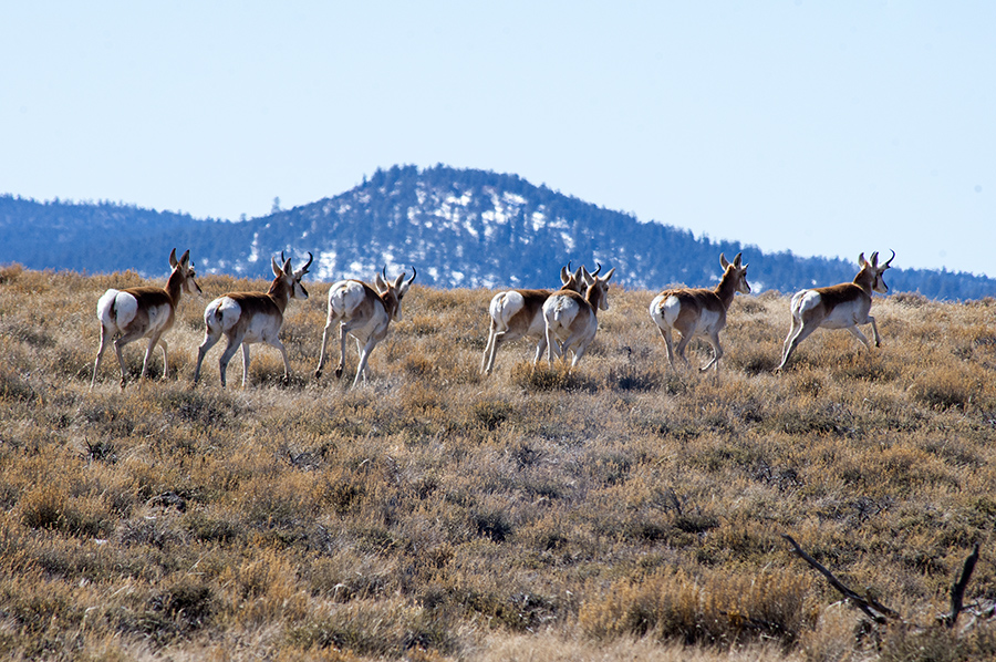 pronghorns