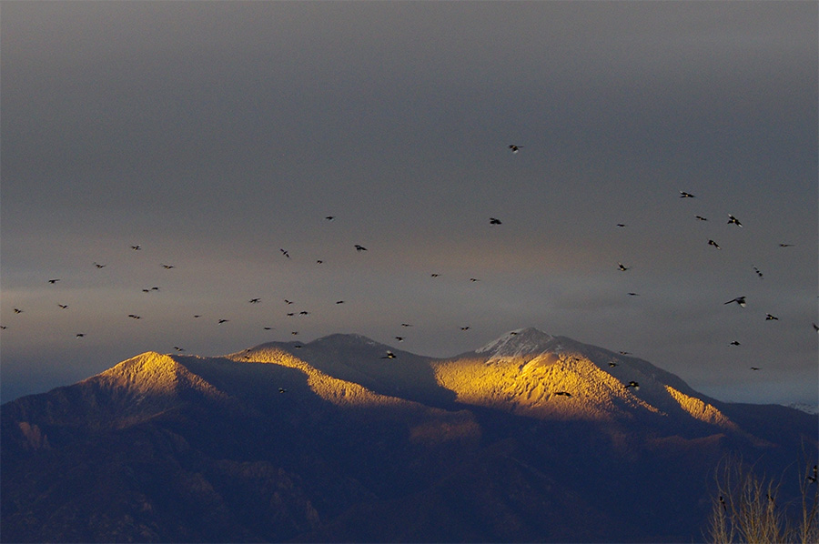 Taos Mountain with magpies