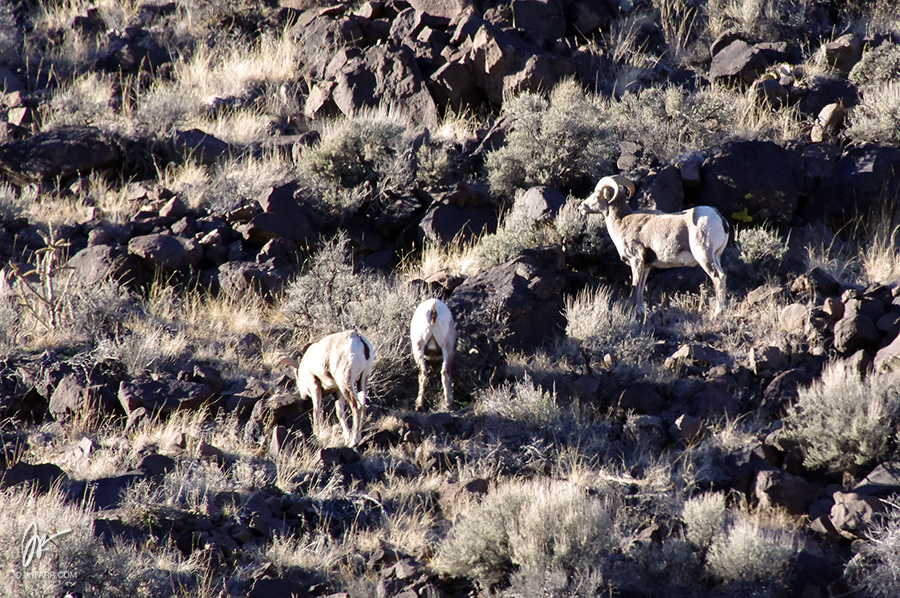 Bighorn sheep in the Rio Grande Gorge