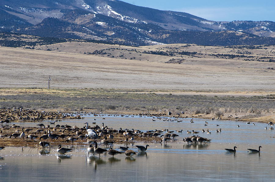 Monte Vista NWR