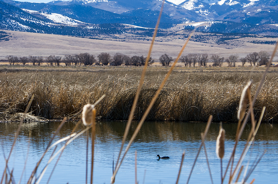 Monte Vista NWR, southern Colorado