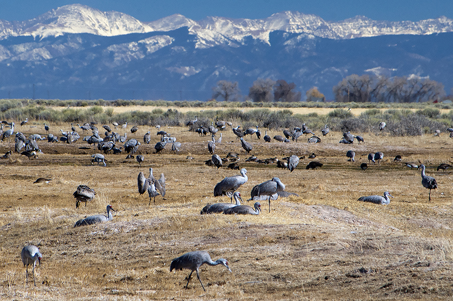 Monte Vista NWR