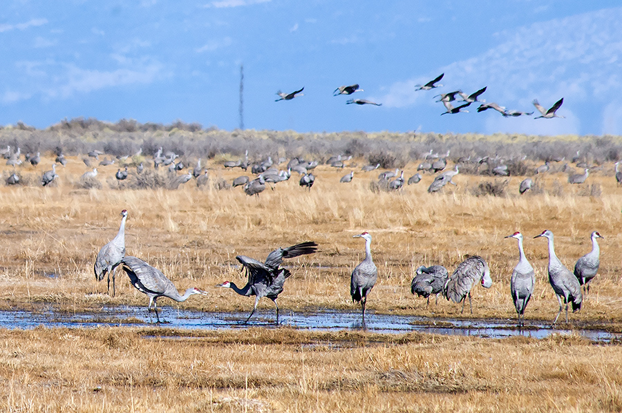 sandhill cranes up close