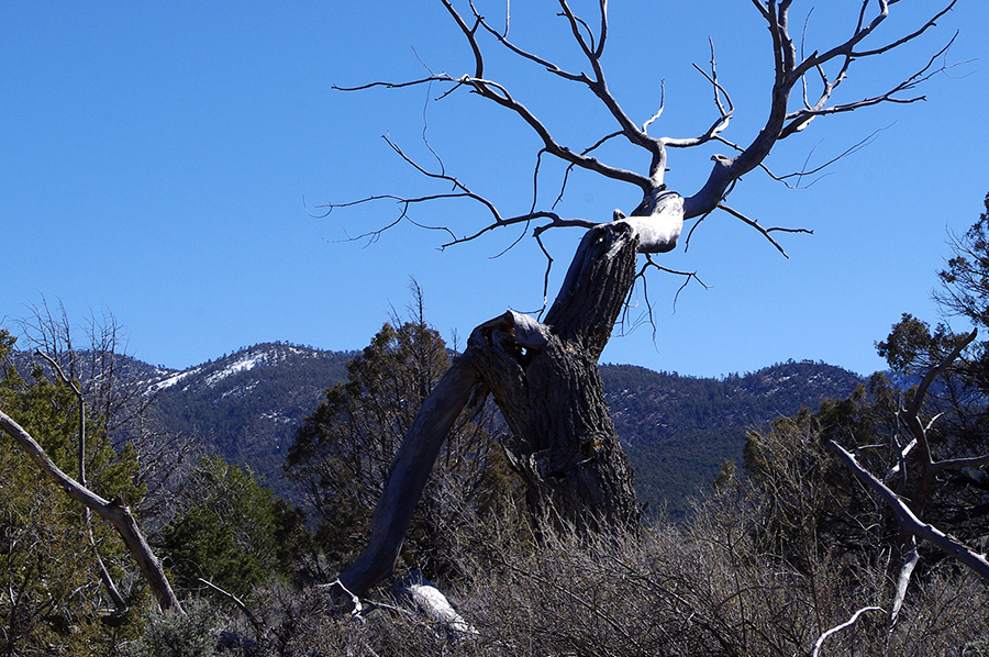 dead cottonwood and mountains south of Taos