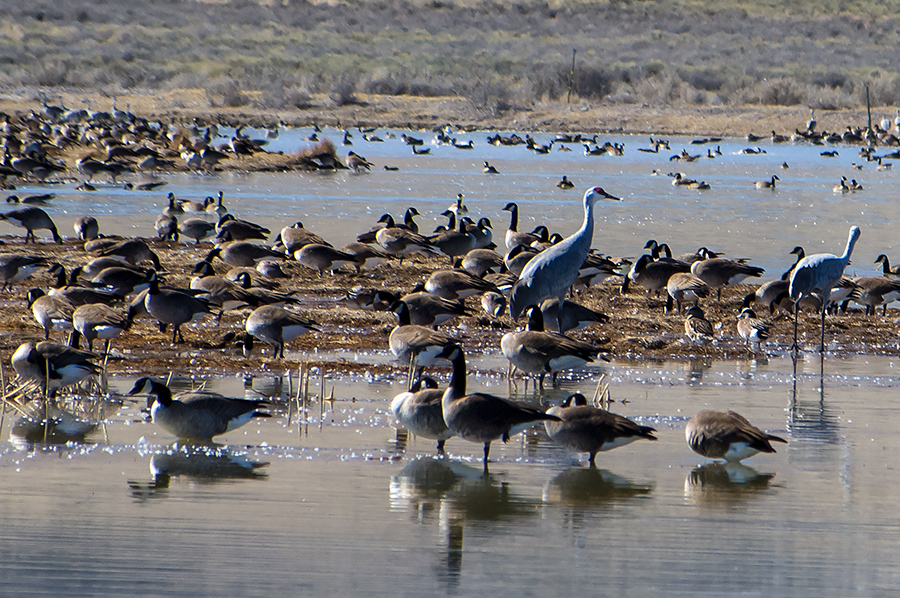 Monte Vista NWR