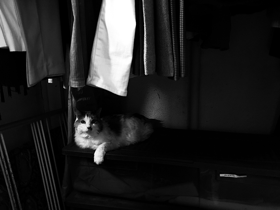 cat in closet