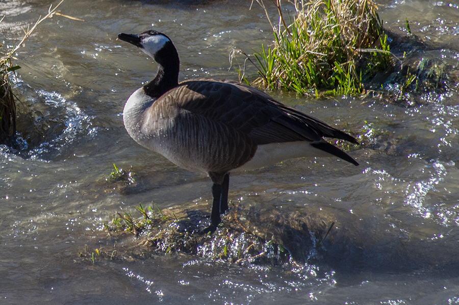 female Canada goose