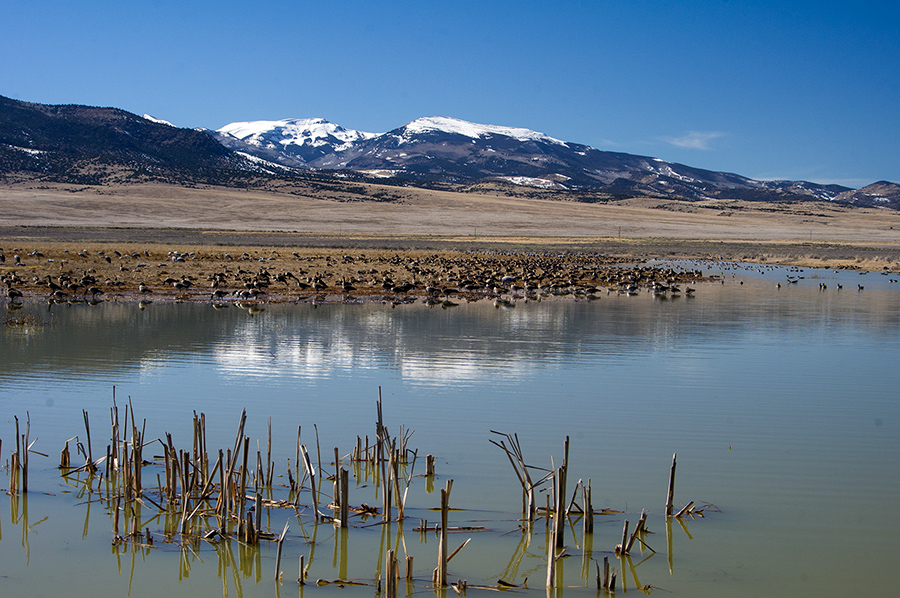 Monte Vista NWR