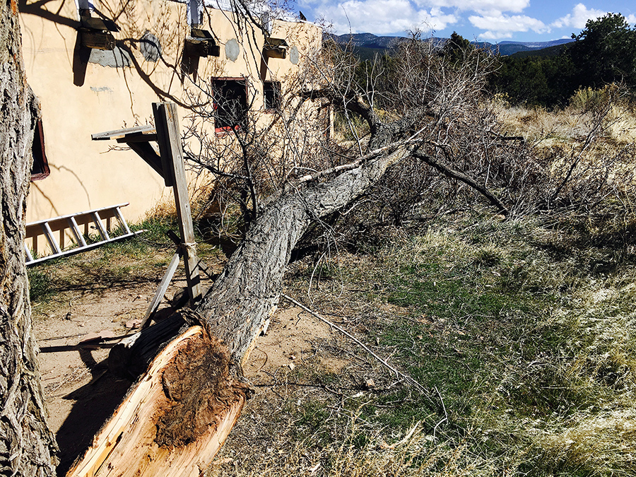 downed tree in Taos