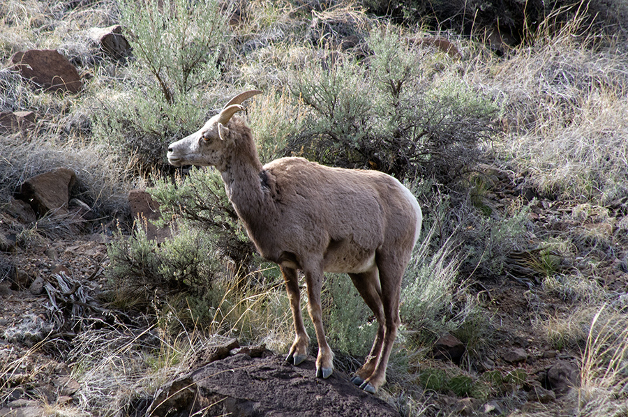 bighorn sheep, female
