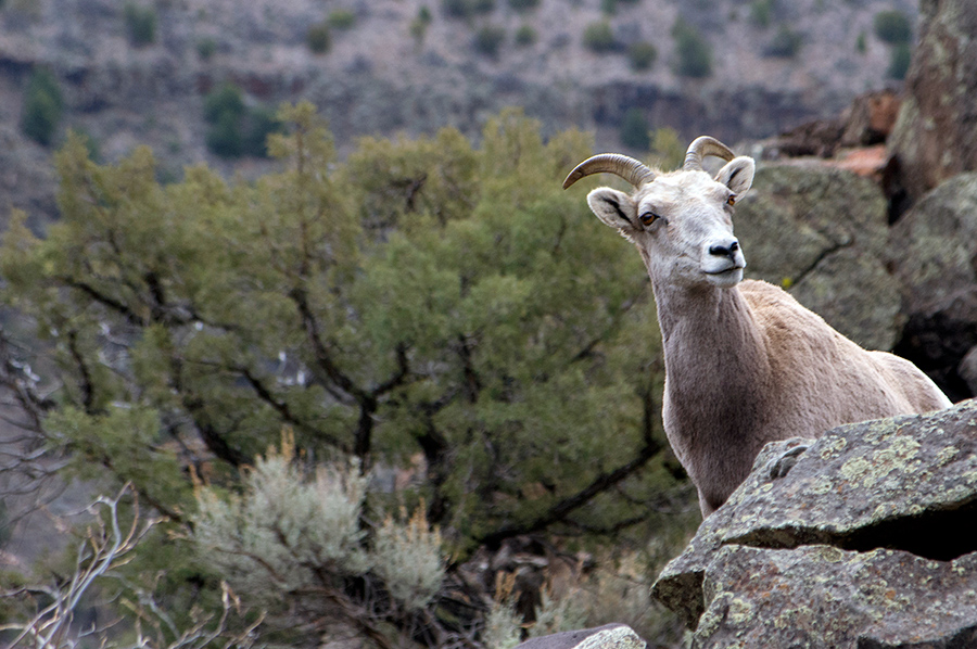 bighorn ewe