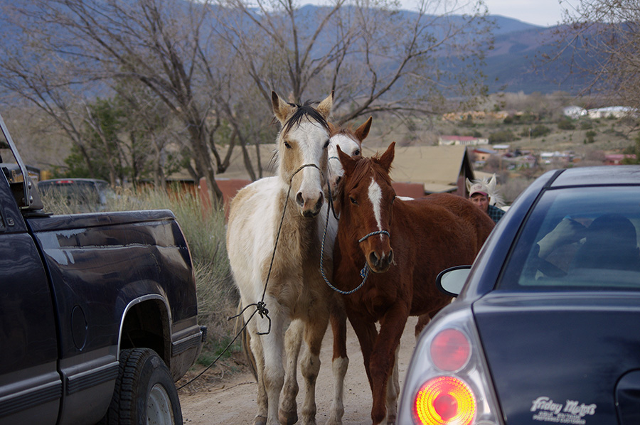 horses on a road in Taos, NM