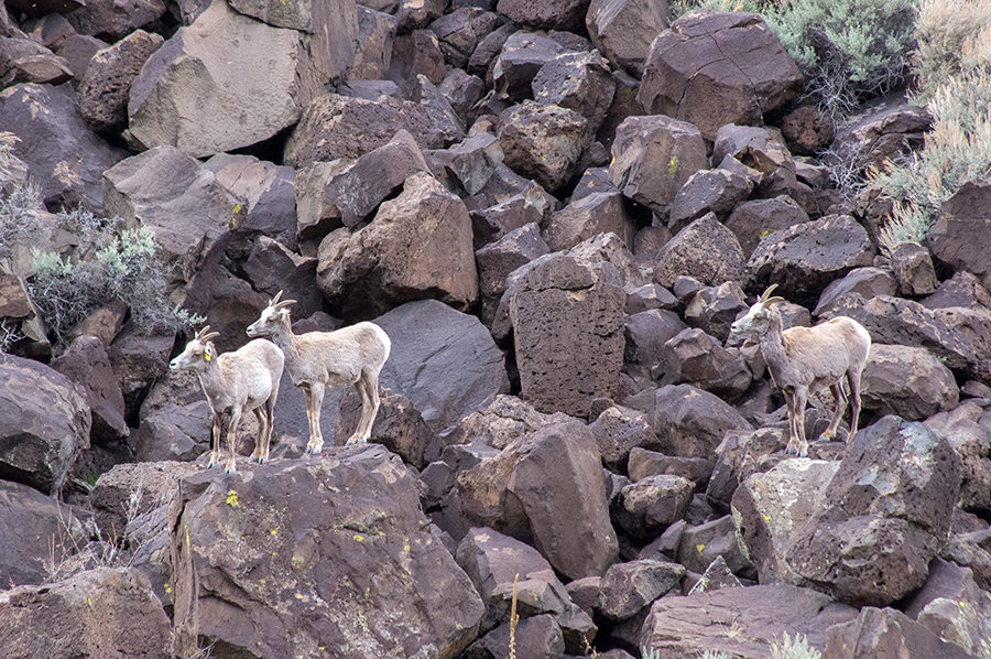 bighorn sheep in the Rio Grande Gorge