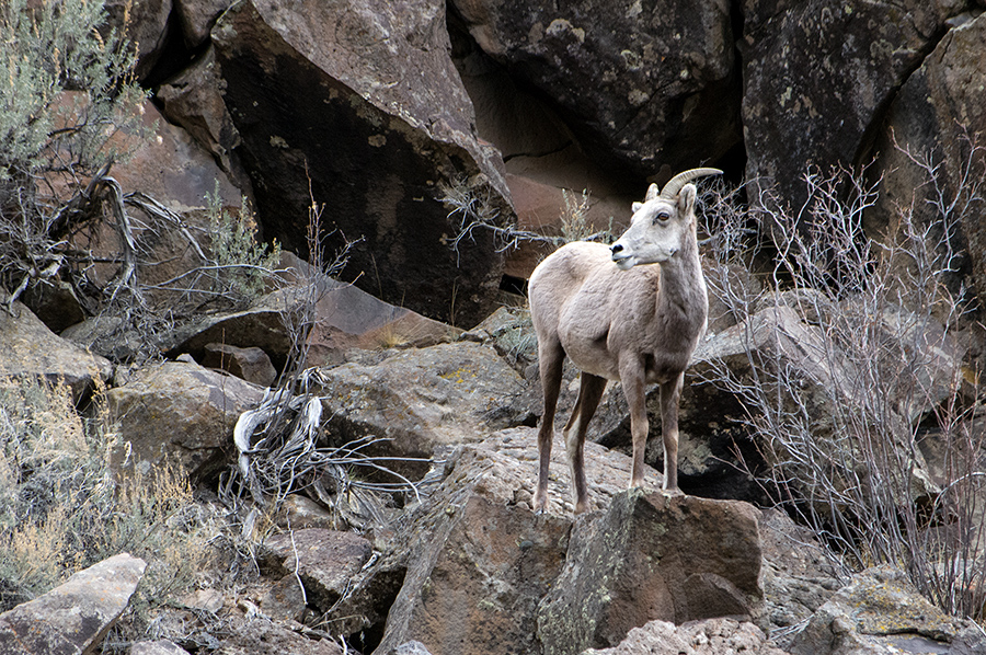 bighorn ewe