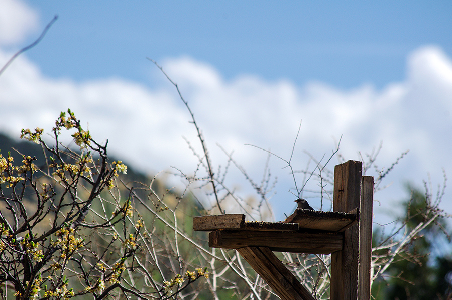 junco on handmade feeder