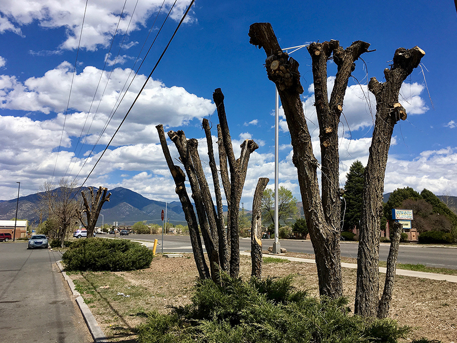 awful pruning job