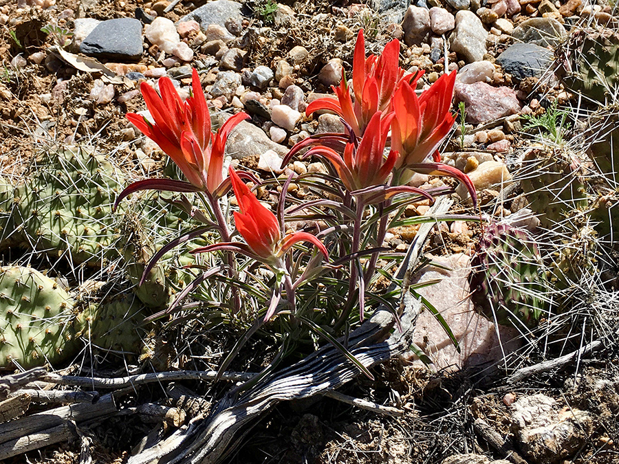 red desert flowers