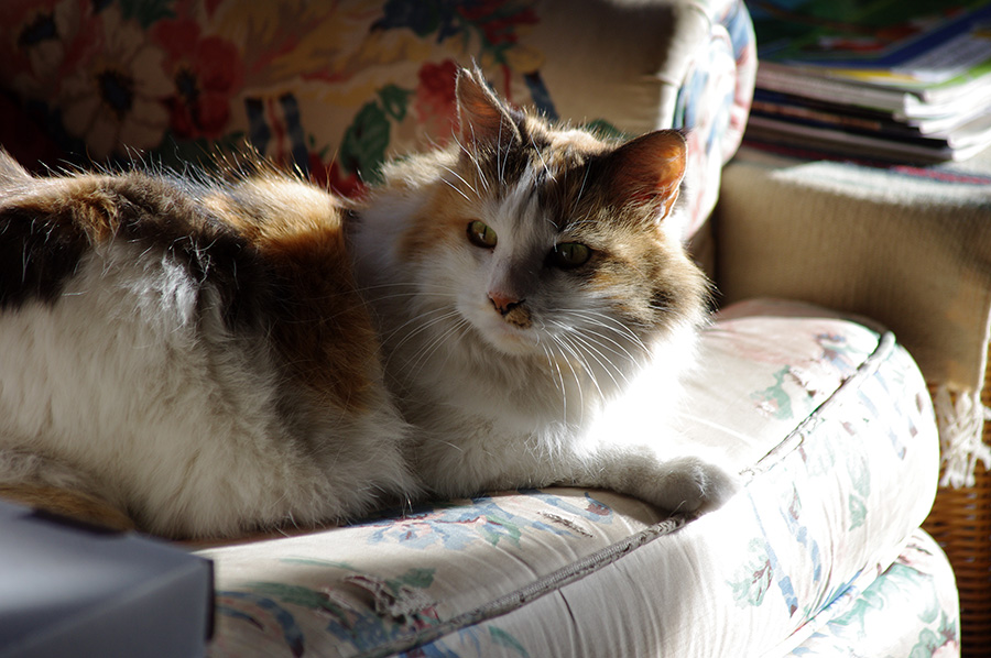 Callie the Wonder Cat in Taos, New Mexico