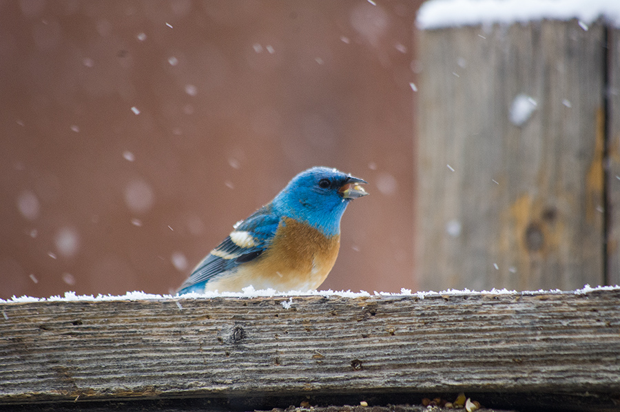 lazuli bunting in the snow