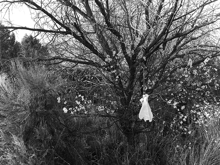 apricot tree