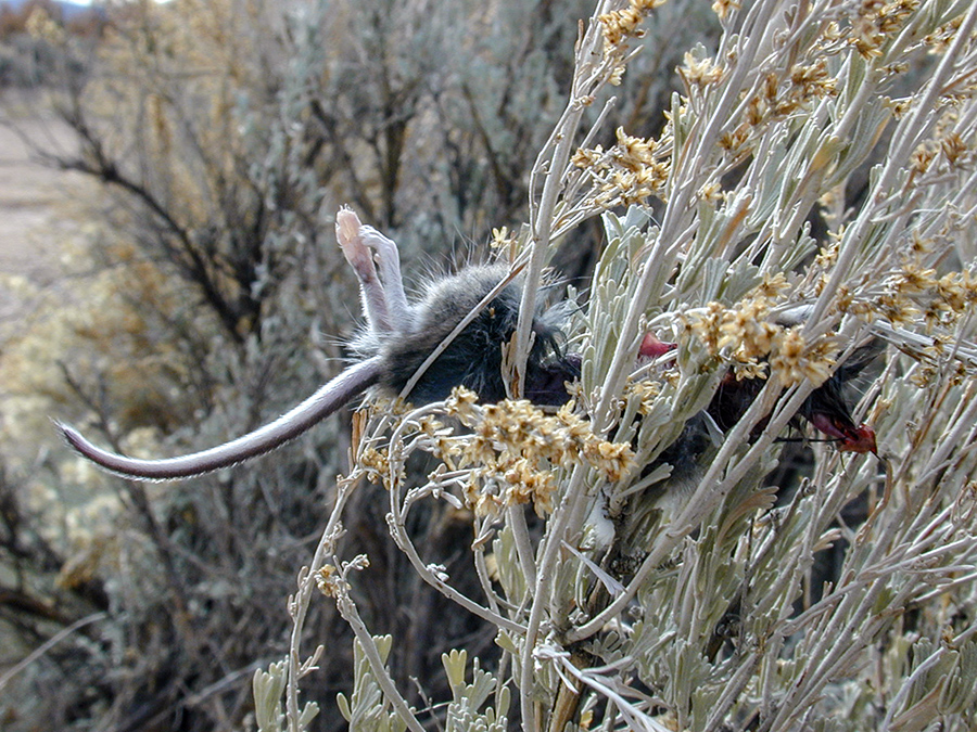 dead vole in sagebrush