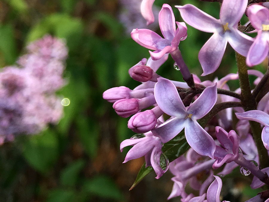 lilac blossoms close up