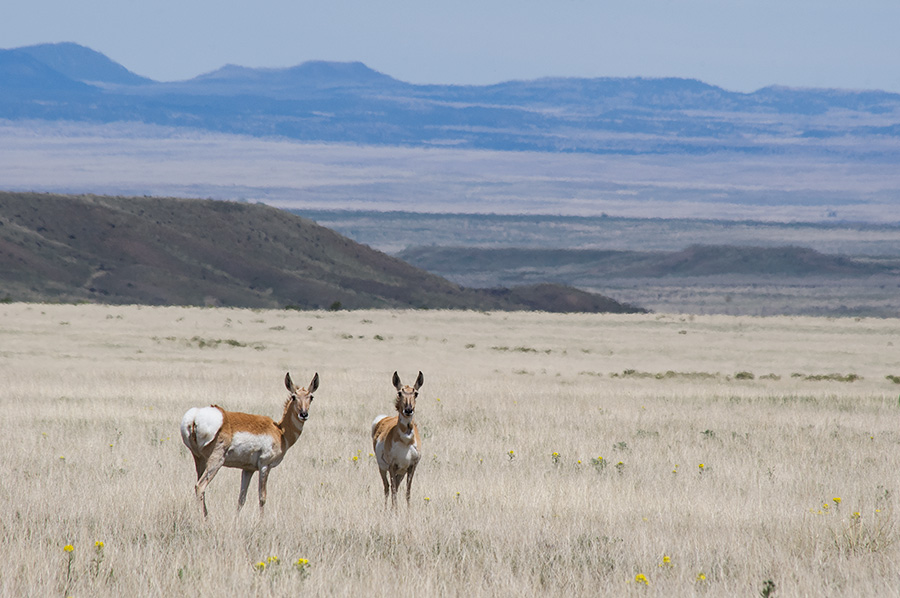 Pronghorns in a sea of grass in northeastern NM